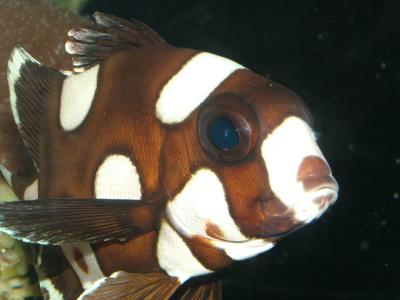 Nemo