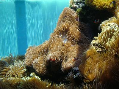 Anemonefish Weaving between Corals