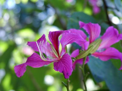 Tropical Flowers in Hawaii