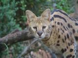 Serval Just Woke Up