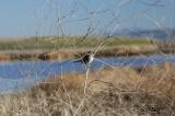 White-Crowned Sparrow