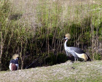 African swans.jpg