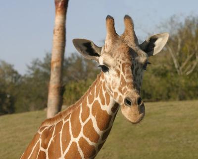 Giraffe 2.jpg