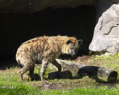 Hyena 2.jpg