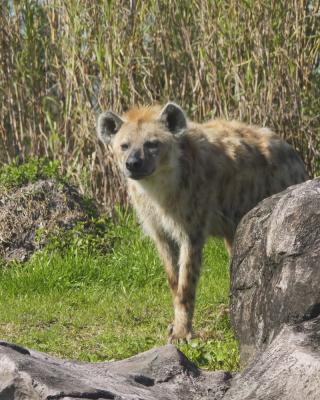 Hyena.jpg
