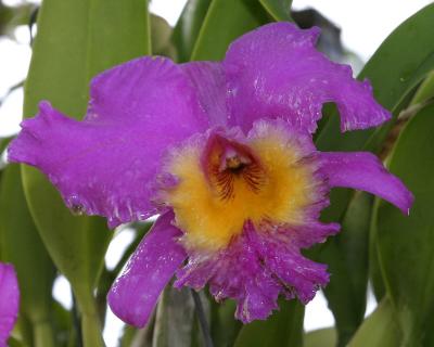 Orchid 1.jpg