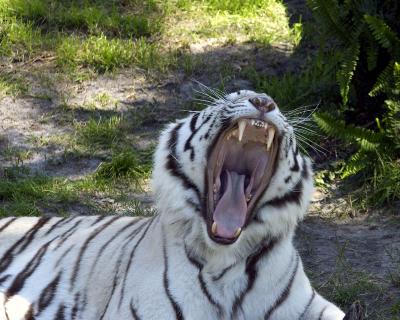 Busch Gardens, Tampa, FL March 2005 photo safari