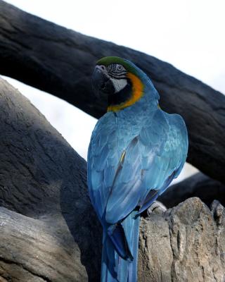 blue parrot.jpg