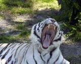 Tiger yawn.jpg