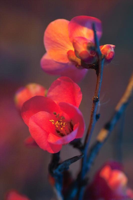 quince at sundown