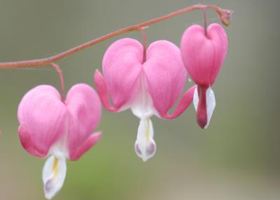 Bleeding Heart 3729