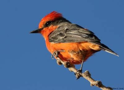 u42/bcurrie/medium/34242646.VermillionFlycatcher20DIMG_0096_filteredpbase92504.jpg