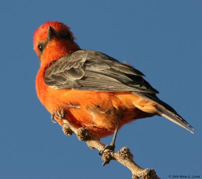 u42/bcurrie/medium/34242647.VermillionFlycatcher20DIMG_0103_filteredpbase92504.jpg
