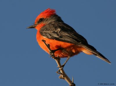 u42/bcurrie/medium/34242649.VermillionFlycatcher20DIMG_0105_filteredcopy.jpg