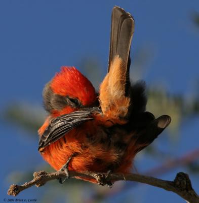 u42/bcurrie/medium/34242650.VermillionFlycatcher20DIMG_0134_filteredpbase92504.jpg