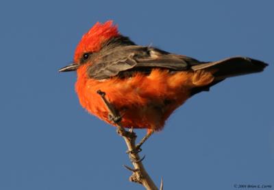 u42/bcurrie/medium/34242651.VermillionFlycatcher20DIMG_0139_filteredpbase72504.jpg