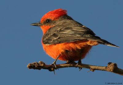 u42/bcurrie/medium/34242652.VermillionFlycatcher20DIMG_0142_filteredpbase92504.jpg