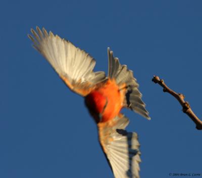 Tyrant Flycatchers (Tyrannidae)