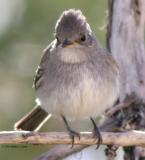 Willow Flycatcher (20D) IMG_0047_filtered pbase 9-25-04.jpg