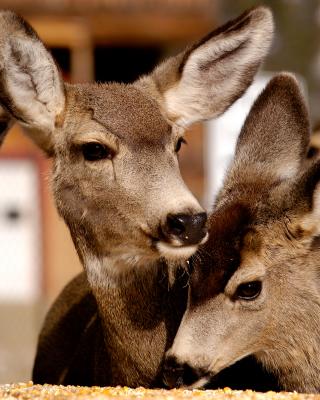 Deer.jpg