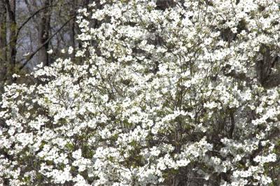 Marietta Dogwood Tree