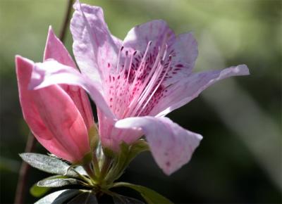 Sorta Pink Azaleas of another color