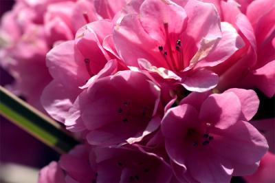 Pinks closer