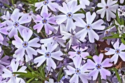 Purple Phlox by the driveway