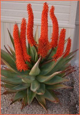 Aloe Ferox