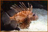 Lionfish