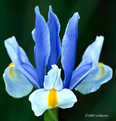 Blue & White Iris