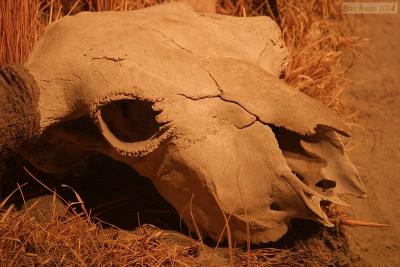 CRW_0559.jpg