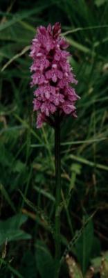 Orchis tacheté (Dactylorchis maculata). Ravascletto, Tolmezzo, Italy.