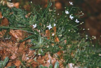 Saxifraga velebitica. Zavizan, Croatie. Juillet 2001.