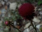 Chardon  tige nue (Carduus defloratus). Ravascletto, Tolmezzo, Italy. Juiller 2001.