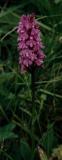 Orchis tachet (Dactylorchis maculata). Ravascletto, Tolmezzo, Italy.