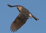 Coopers Hawk Flight