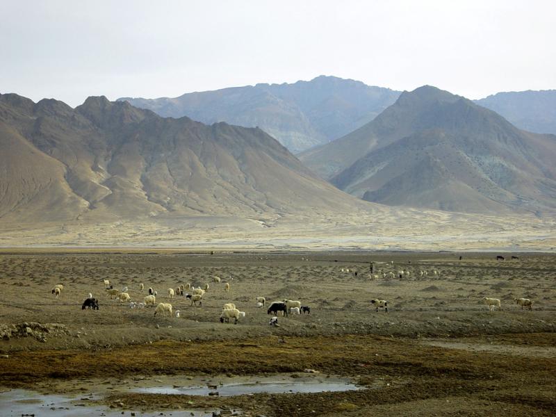 Shepards & Sheep