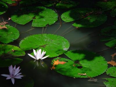 Water Lilies