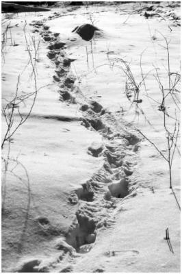 Ray Mines: Footprints