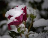 Ken Hales: The Snowy Rose