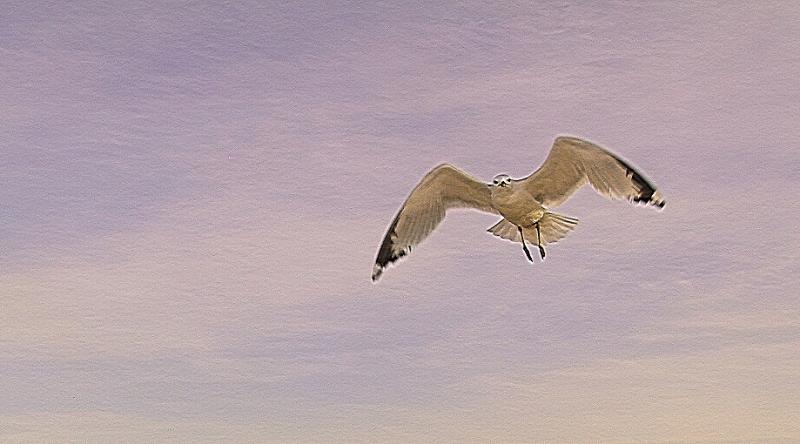 159-5991_IMG.JPG