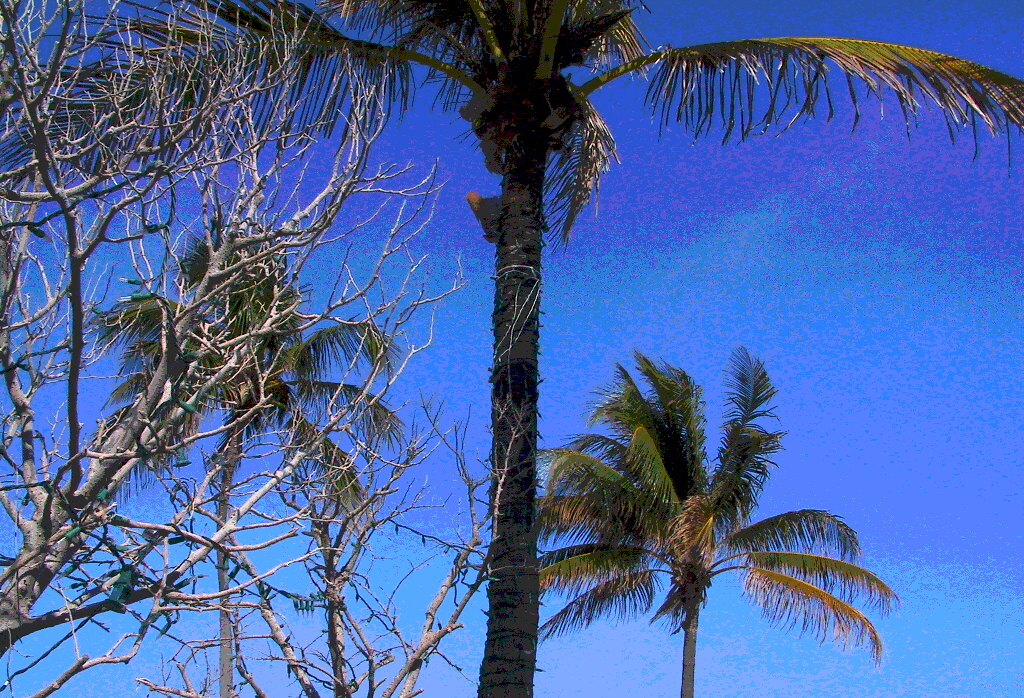 160-6055_IMG.JPG