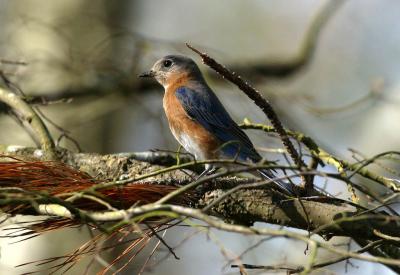 Eastern Bluebird in Tree
