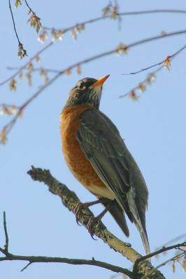 American Robin II