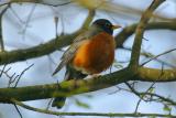 American Robin