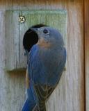 Eastern Bluebird Home Sweet Home