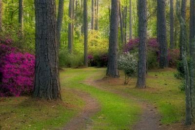 Wise Camp - Curved Path