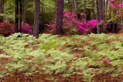 Wise Camp - Ferns and Azaleas