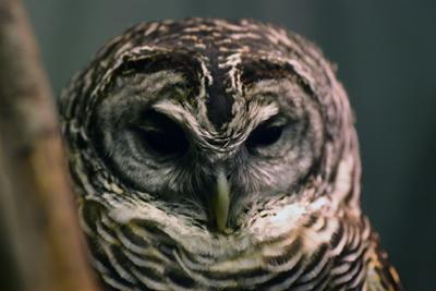 Toronto Zoo Who.jpg